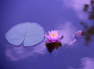 le nenuphar, la fleur de l'hypnose